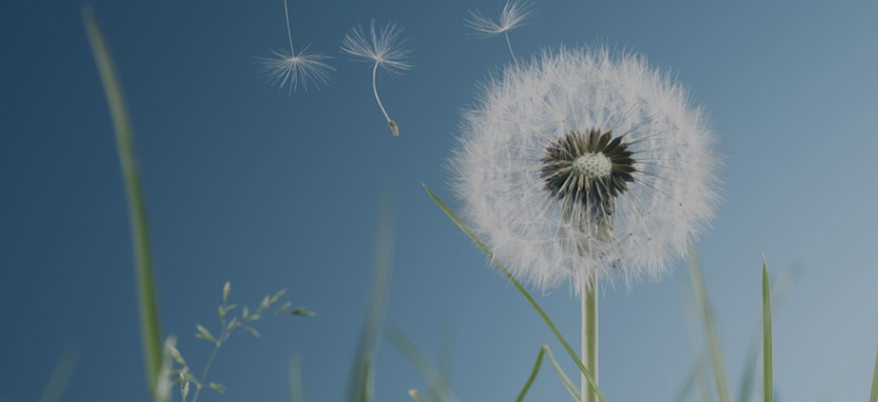 c币(中国区) - 官方网站